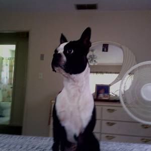 Meet your Posher, Bonnie